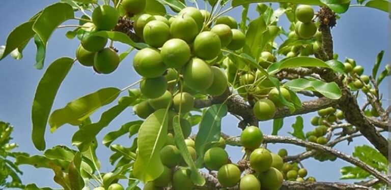 Le karité – l’or des femmes, la richesse de nos terres